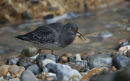 Purple Sandpiper